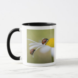 Ladybugs on an oxeye daisy, Biei, Hokkaido, Mug