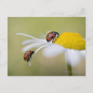 Ladybugs on an oxeye daisy, Biei, Hokkaido, Postcard