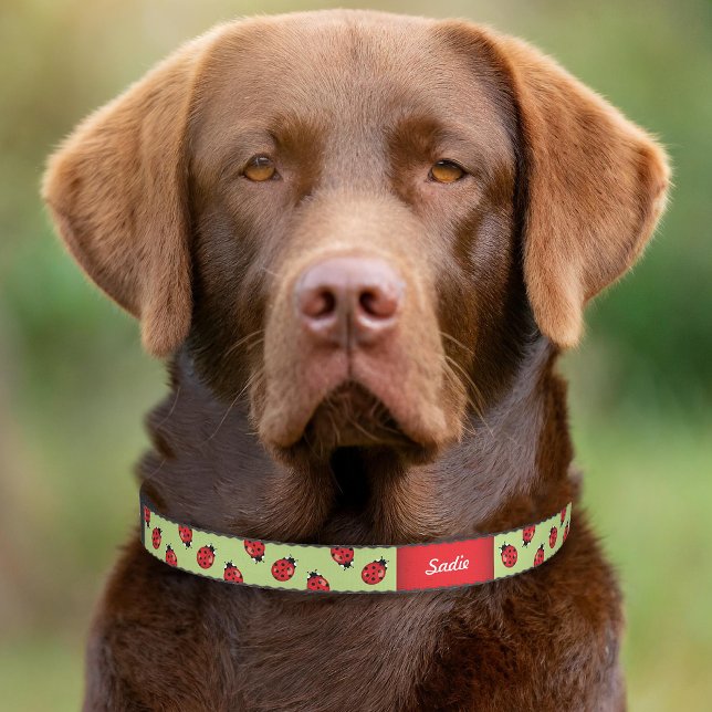 Ladybugs On Green With Custom Dog's Name Pet Collar (Please note: This image is a digital mockup. The product may not be in scale.)