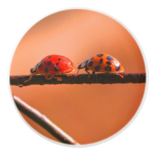 Ladybugs Play Follow The Leader Close Up  Ceramic Knob