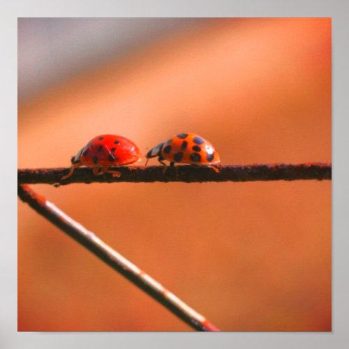 Ladybugs Play Follow The Leader Close Up Poster