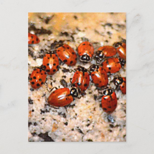 Ladybugs Postcard (Front)