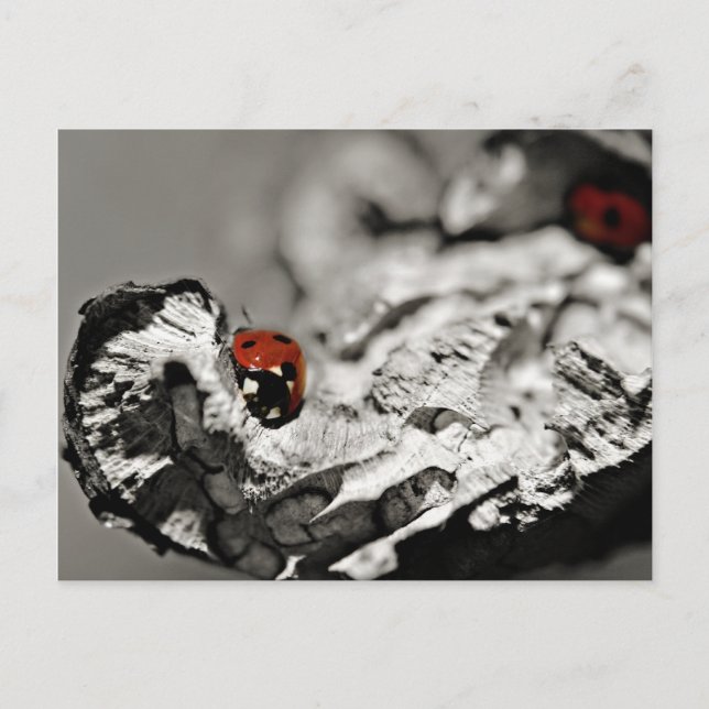 Ladybugs Postcards (Front)
