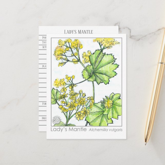 Lady's Mantle Materia Medica Monograph Herbal  Postcard (Front/Back In Situ)