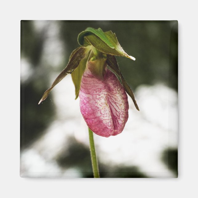Lady's Slipper #8299 Magnet (Front)