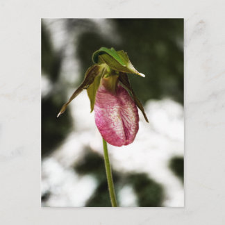 Lady's Slipper #8299 Postcard