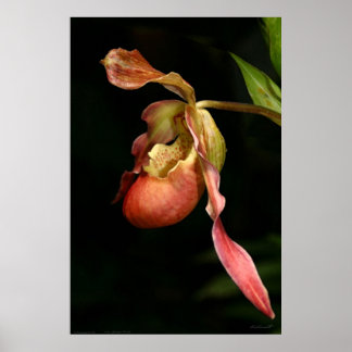 Lady's-Slipper Orchid Art Poster -40x60-or smaller