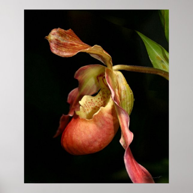 Lady's-Slipper Orchid Art Print -20x24 -or smaller (Front)