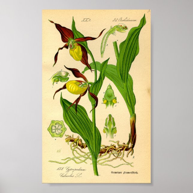 Lady's Slipper Orchid (Cypripedium calceolus) Poster (Front)