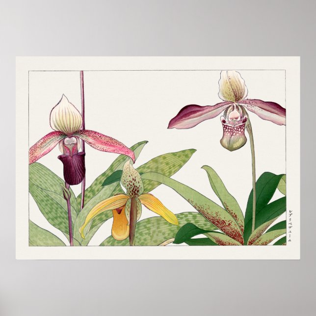 Lady's Slipper Orchid Flower by Tanigami Konan, Poster (Front)
