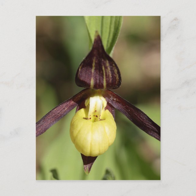 Ladys slipper Orchid Postcard (Front)
