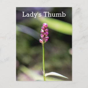 Lady's Thumb Pink Wildflower Floral Postcard