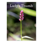 Lady's