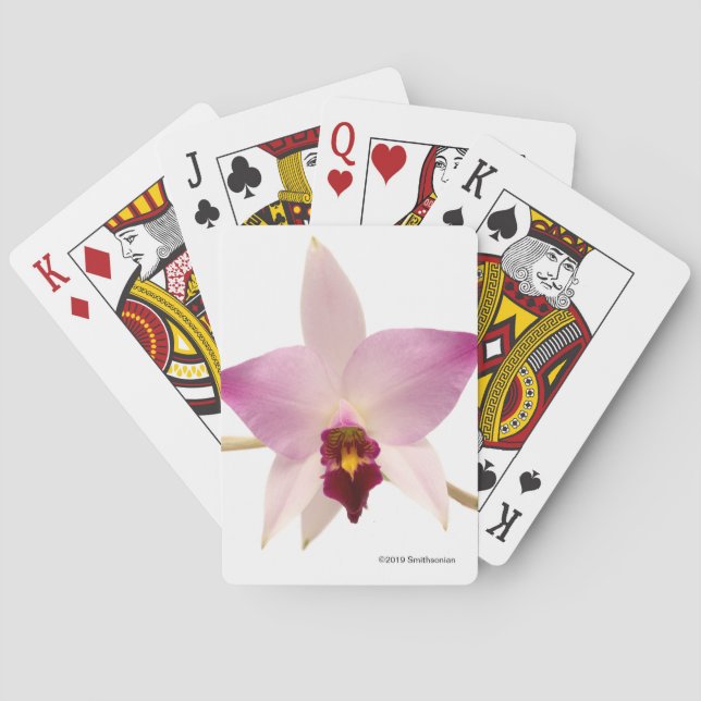 Laelia Ancep Poker Cards (Back)
