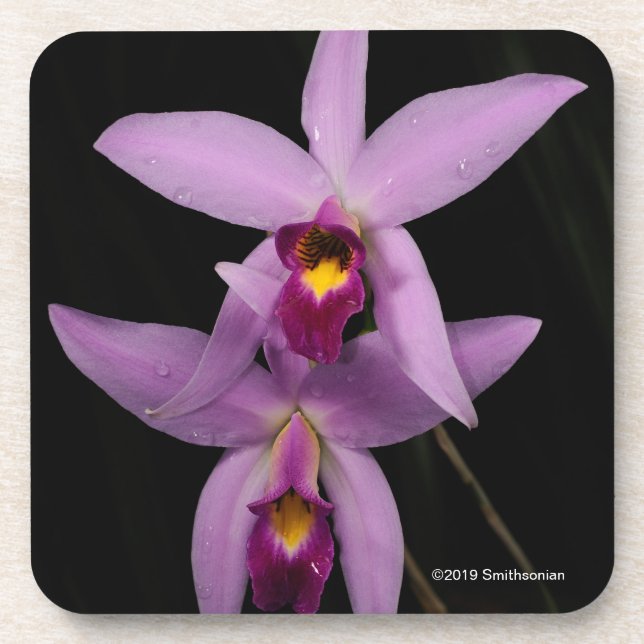 Laelia Anceps Beverage Coaster (Front)