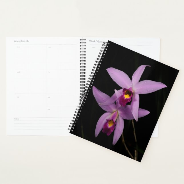 Laelia Anceps Planner (Display)