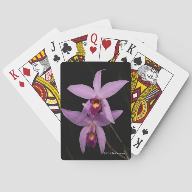 Laelia Anceps Poker Cards (Back)