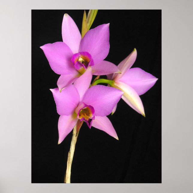 Laelia Anceps Poster (Front)