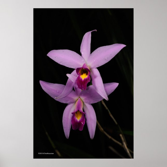 Laelia Anceps Poster (Front)