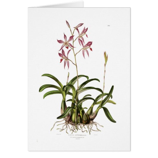 Laelia autumnalis cards (Front)