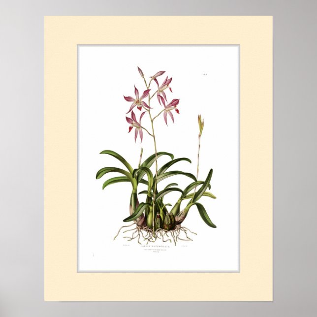 Laelia autumnalis,Custom border Poster (Front)