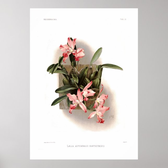 Laelia autumnalis xanthotropis poster (Front)