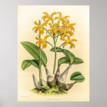 Laelia Flava Orchid
