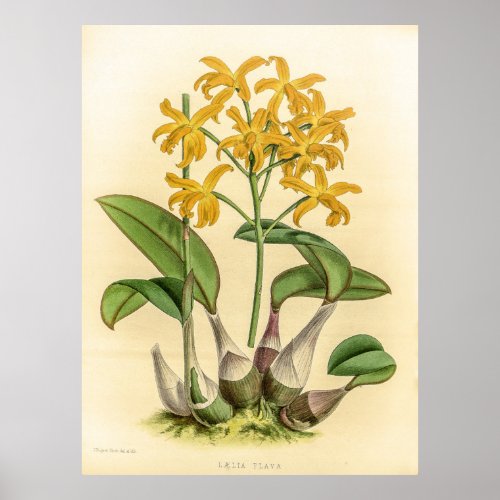 Laelia Flava Orchid Poster