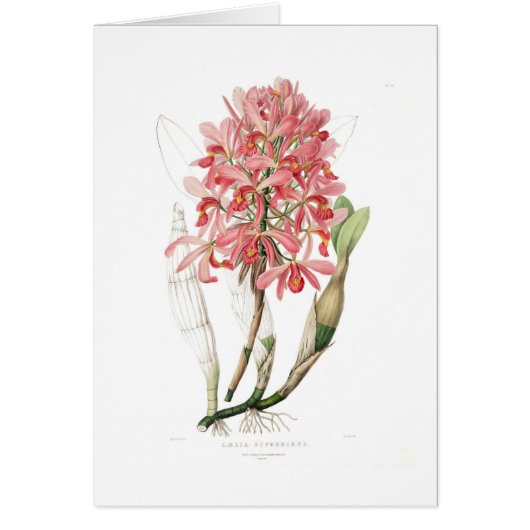Laelia superbiens cards (Front)