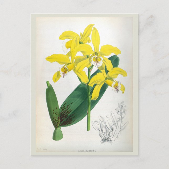 Laelia Xanthina Vintage Yellow Lindenia Orchid Postcard (Front)