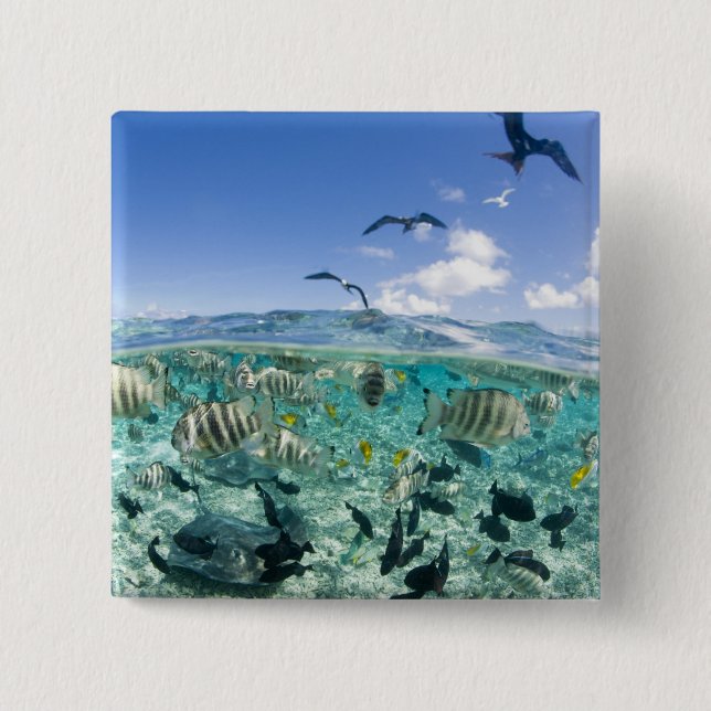Lagoon safari trip featuring Stingrays Button (Front)