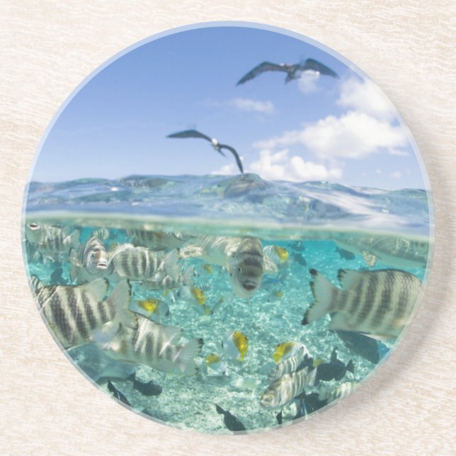 Lagoon safari trip featuring Stingrays Drink Coaster (Front)