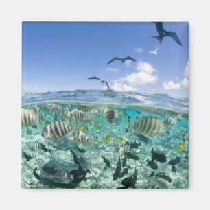 Lagoon safari trip featuring Stingrays Magnet