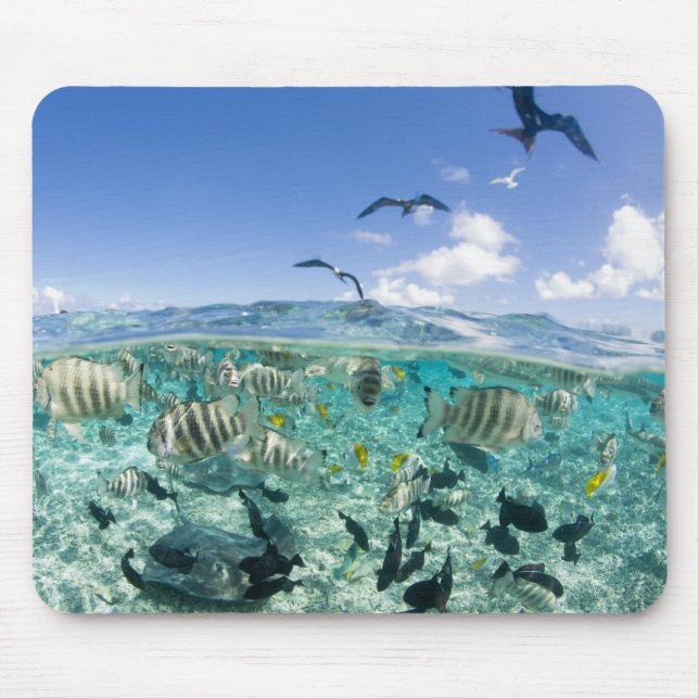 Lagoon safari trip featuring Stingrays Mouse Pad (Front)