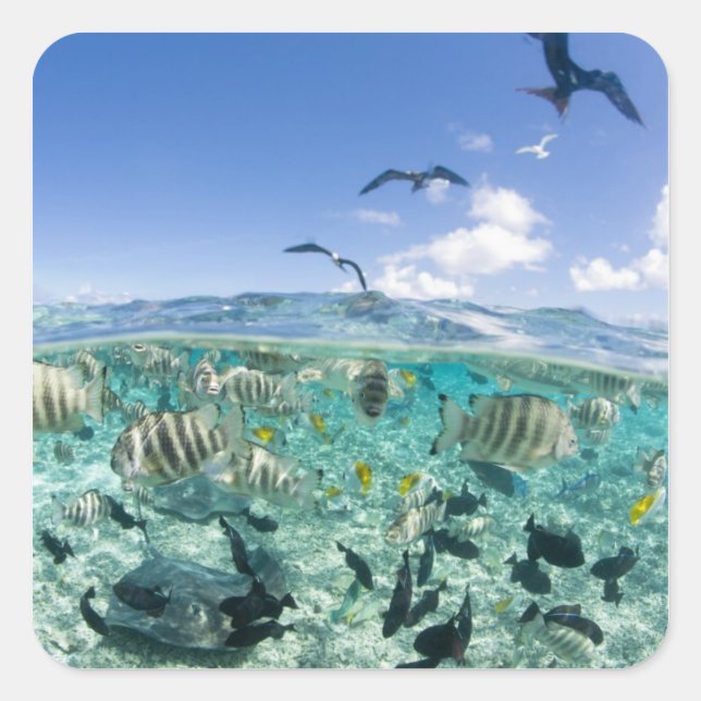 Lagoon safari trip featuring Stingrays Square Sticker (Front)