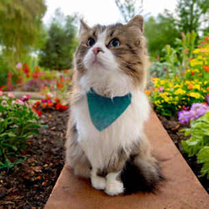 Lagoon Silence Pet Bandana Collar