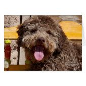 Lagotto Romagnolo Lying On A Wooden Bench (Front Horizontal)