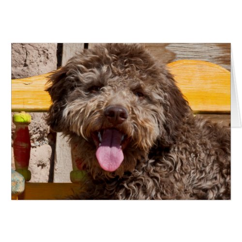 Lagotto Romagnolo Lying On A Wooden Bench