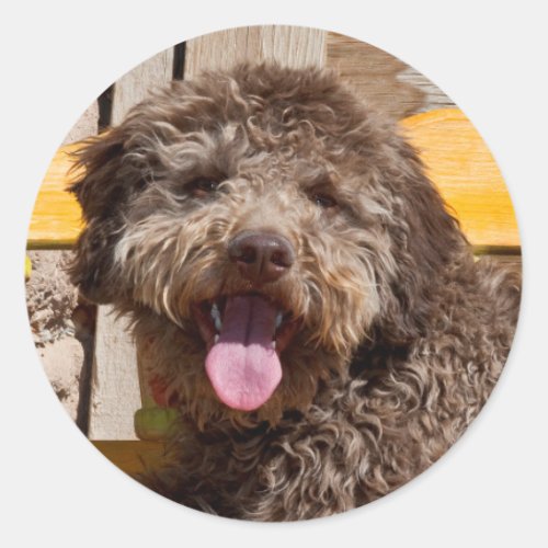 Lagotto Romagnolo Lying On A Wooden Bench Classic Round Sticker