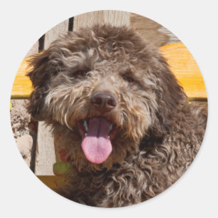 Lagotto Romagnolo Lying On A Wooden Bench Classic Round Sticker