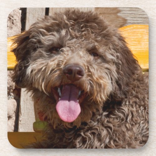 Lagotto Romagnolo Lying On A Wooden Bench Drink Coaster