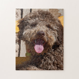 Lagotto Romagnolo Lying On A Wooden Bench Jigsaw Puzzle