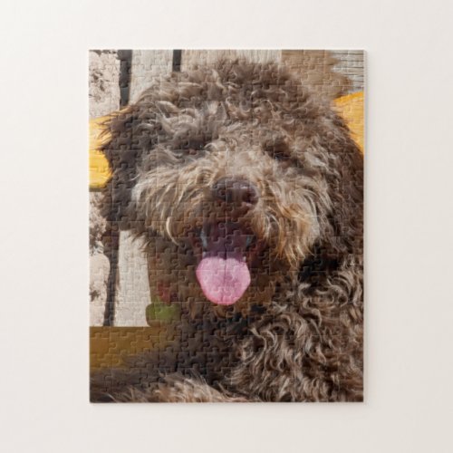 Lagotto Romagnolo Lying On A Wooden Bench Jigsaw Puzzle
