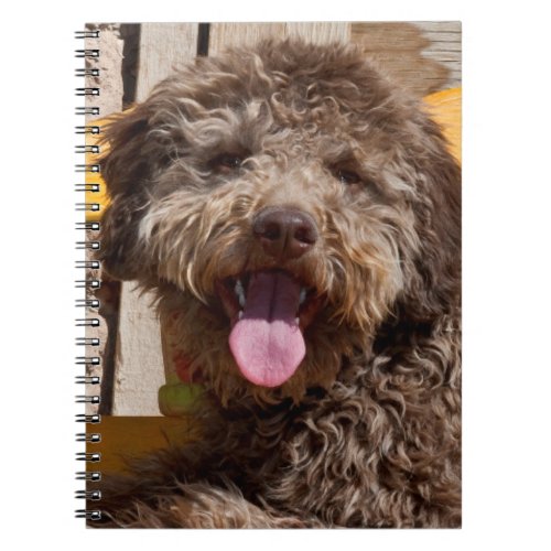 Lagotto Romagnolo Lying On A Wooden Bench Notebook