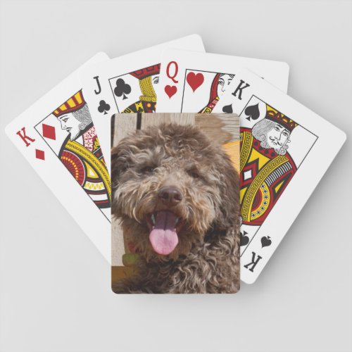 Lagotto Romagnolo Lying On A Wooden Bench Playing Cards