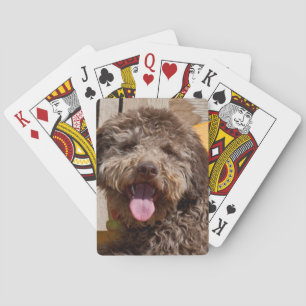 Lagotto Romagnolo Lying On A Wooden Bench Poker Cards