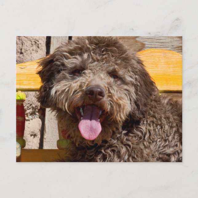 Lagotto Romagnolo Lying On A Wooden Bench Postcard (Front)