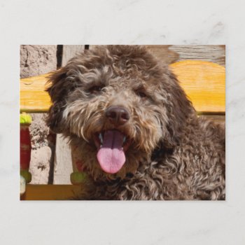 Lagotto Romagnolo Lying On A Wooden Bench Postcard by theworldofanimals at Zazzle