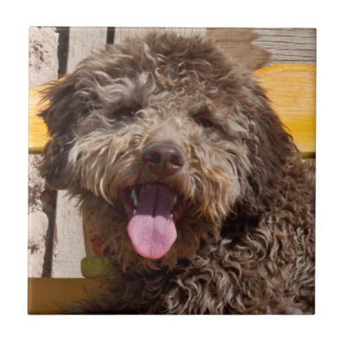 Lagotto Romagnolo Lying On A Wooden Bench Tile