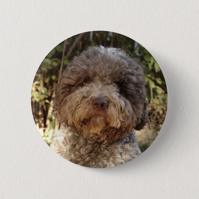 lagotto-romagnolo swipes in pinback button (Front)